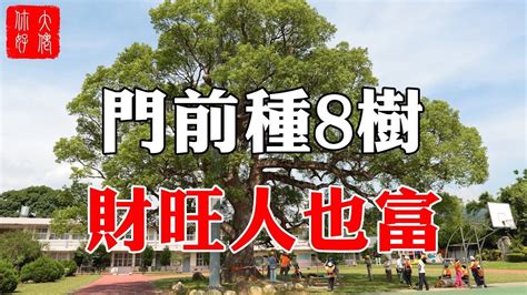 門前大樹風水|【門前的風水樹】門前種什麼樹風水好種對了樹好運連連 